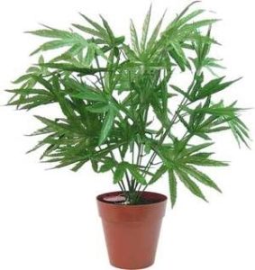 Fake Marijuana Plant Image